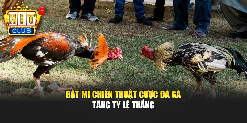 Bật mí chiến thuật cược đá gà tăng tỷ lệ thắng