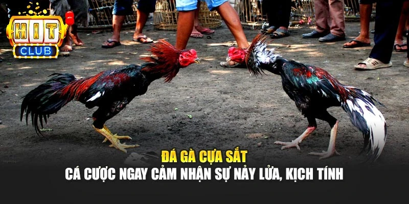 Đá Gà Cựa Sắt - Cá Cược Ngay Cảm Nhận Sự Nảy Lửa, Kịch Tính