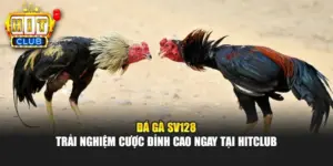 Đá Gà SV128 - Trải Nghiệm Cược Đỉnh Cao Ngay Tại HITCLUB