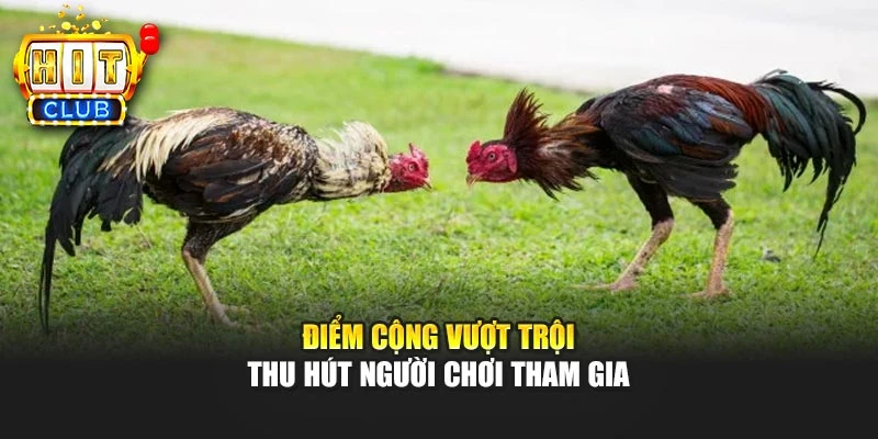 Điểm cộng vượt trội thu hút người chơi tham gia