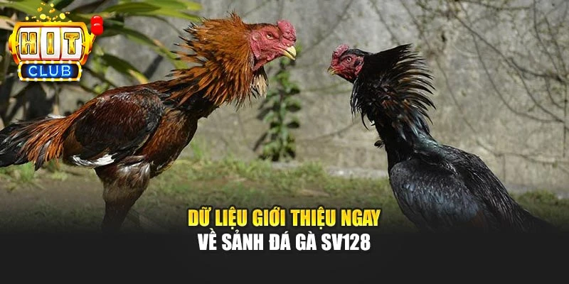Dữ liệu giới thiệu ngay về sảnh đá gà SV128