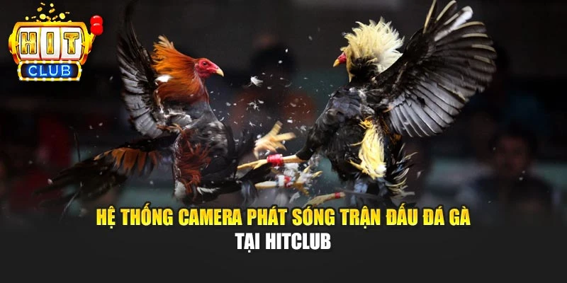 Hệ thống camera phát sóng trận đấu đá gà tại Hitclub