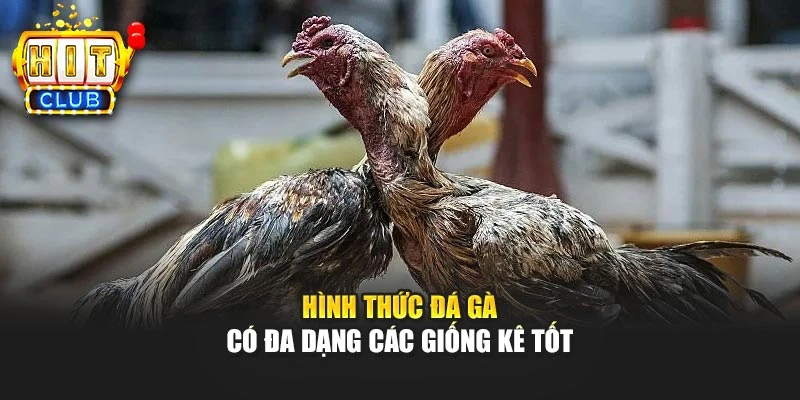 Hình thức đá gà có đa dạng các giống kê tốt