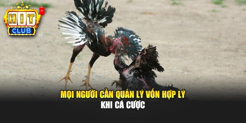Mọi người cần quản lý vốn hợp lý khi cá cược
