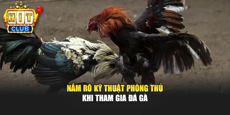 Nắm rõ kỹ thuật phòng thủ khi tham gia đá gà