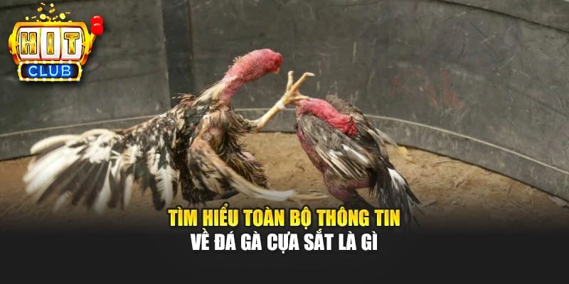 Tìm hiểu toàn bộ thông tin về đá gà cựa sắt là gì