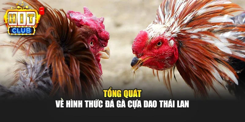 Tổng quát về hình thức đá gà cựa dao Thái Lan