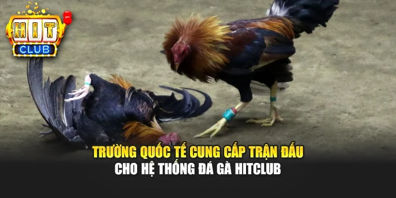 Trường quốc tế cung cấp trận đấu cho hệ thống đá gà Hitclub